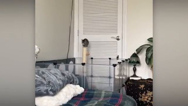 Животные приколы и не только😅