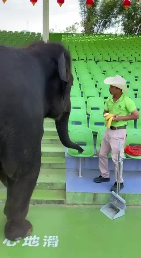 #видео #Милые #животные