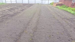 Первая подкормка Гладиолусов