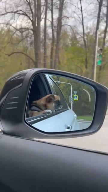 Пёсик любитель быстрой езды