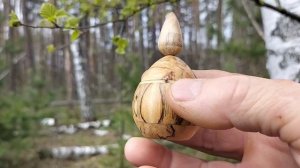 Шкатулка в апрельском лесу на сосне