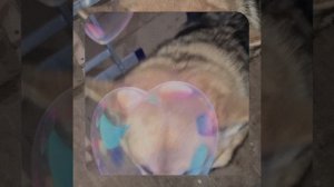 1000057094.mp4 (Собака наблюдает за устройством лестницы на 2-ой этаж в доме А-фрейм)