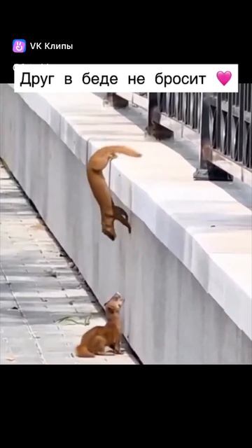 друг в беде не бросит!