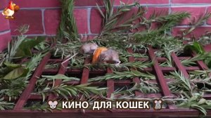 Видео для кошек про крысок развлекать питомцев 🐭🐀😂 (512)