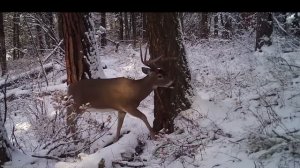 Олень в зимнем лесу | Канал «Дикие животные»