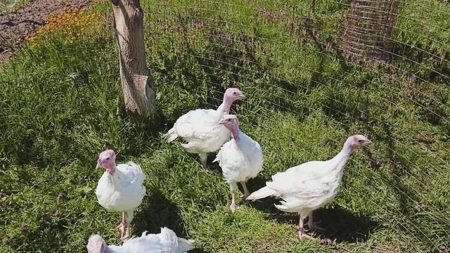 День в ритме природы:от леса до грядок на хуторе.