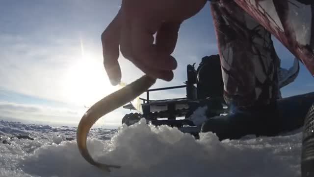 ВОТ ЭТО НАРЫБАЧИЛИ! ПРИЕХАЛ ОЛЕГ! ЗАТАРИЛИСЬ КОРЮШКОЙ ПО ПОЛНОЙ!