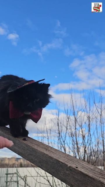 Ребята поблагодарили Ольгу за подарок 🎁🙏❤️ и пожелали Всем Любимым Зрителям Счастья 😇❤️😻 #котики