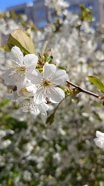 Вишня цветёт 🌸 🍒