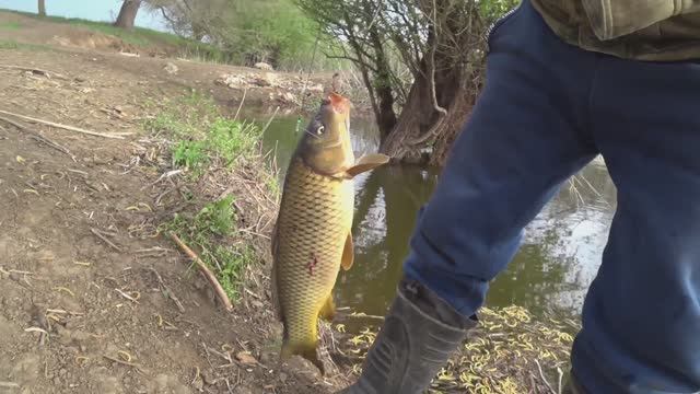 Рыбалка 2026 Весна, Ловится всё, Сазан, Вобла, Карась