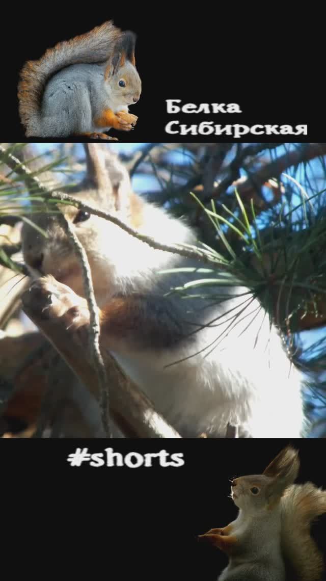 Белка чешется на солнышке