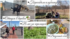 Отпуск в деревне/посадили клубнику/в лес за черемшой/вкусный обед