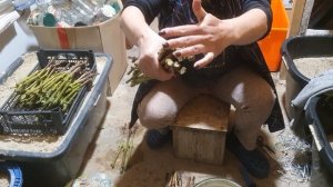 Готовим черенки к высадке в Школку