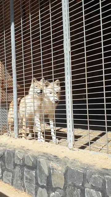 Полярные волки. Карельский зоопарк.