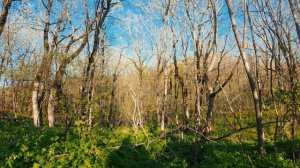 Весенний лес около неберджаевского водохранилища