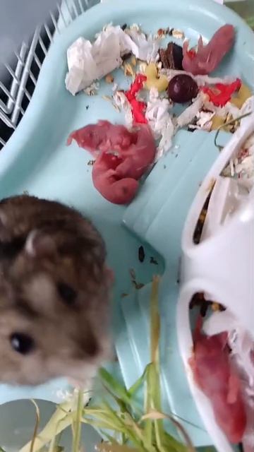 Новорождённые хомяки