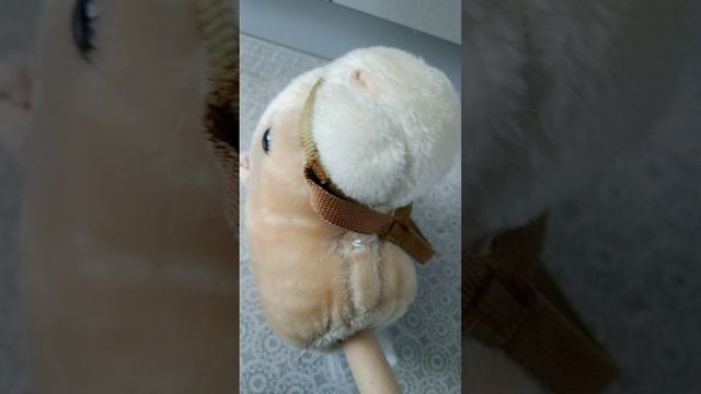 история калапка