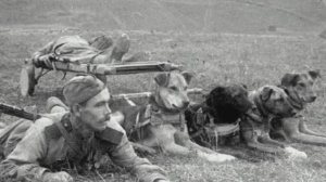 Легендарные собаки времен Великой отечественной войны и их бессмертные подвиги