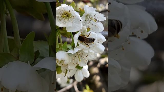 Цветет черешня