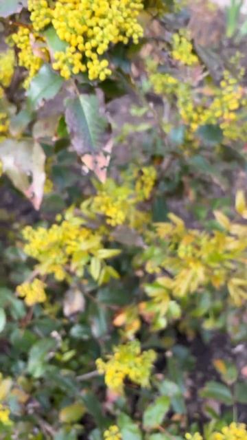 ДНР. Харцызск.  26.04.2026. Цветы у дома. Жёлтая  магония