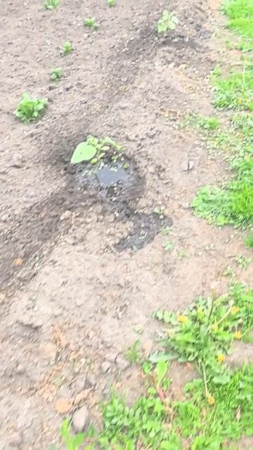 Подсолнухи поперли