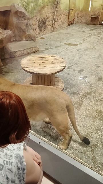 Екб. Зоопарк. Львица 🦁