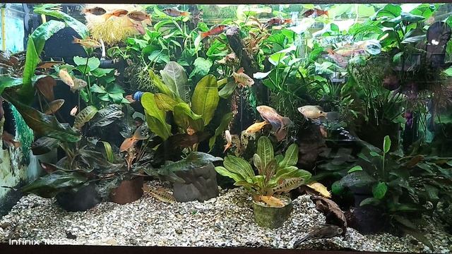 Аквариум не по правилам