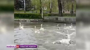 Лебеди и утки вернулись в парк Владикавказа
