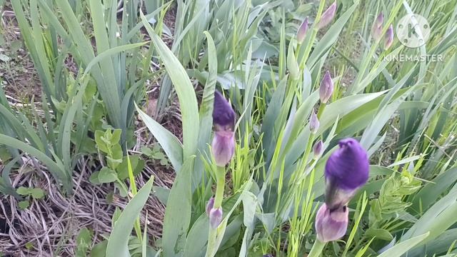 Весна это отличное время года, чтобы получить удовольствие от красоты расцвета природы