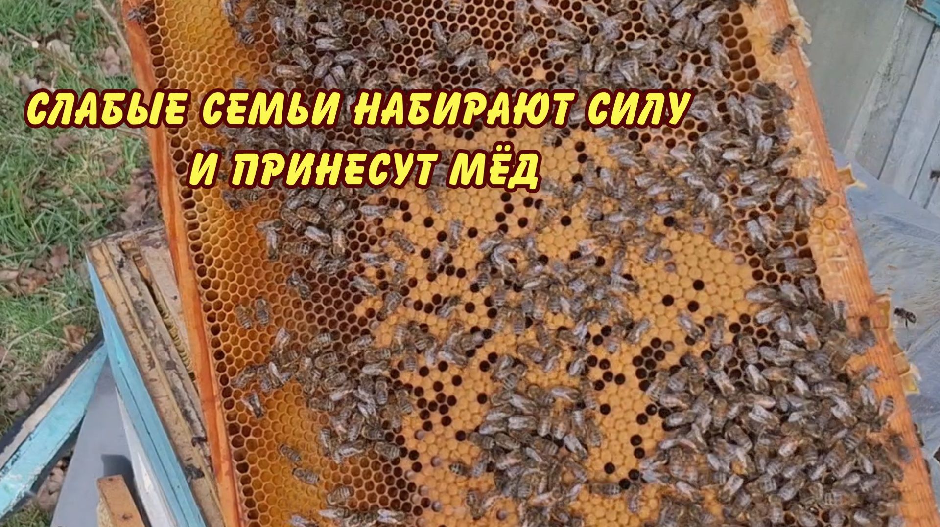 пчеловодство, слабые семьи набирают силу и принесут мёд