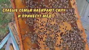 пчеловодство, слабые семьи набирают силу и принесут мёд