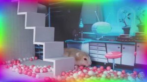 Приключения хомяков Невероятное испытание в лабиринте! часть 2