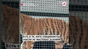 Не зоопарк, а безопасное пространство: как в Подмосковье заботятся о редких животных