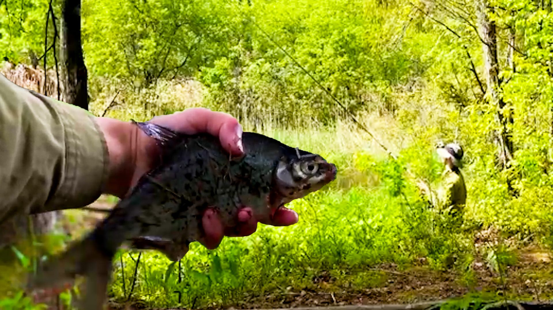 Рыбачу на старом ручье, поймал ведро рыбы!