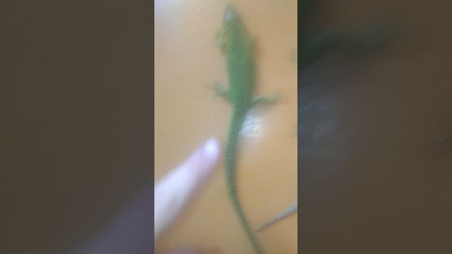 как приручить прытких ящериц?