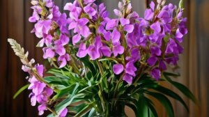 КОЗЕРОГИ. 🌺🌺🌺 Ваш МАЙ 2026 года. ✨✨✨ Прогноз на картах Таро.