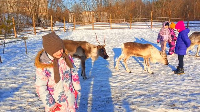 Северный_олень