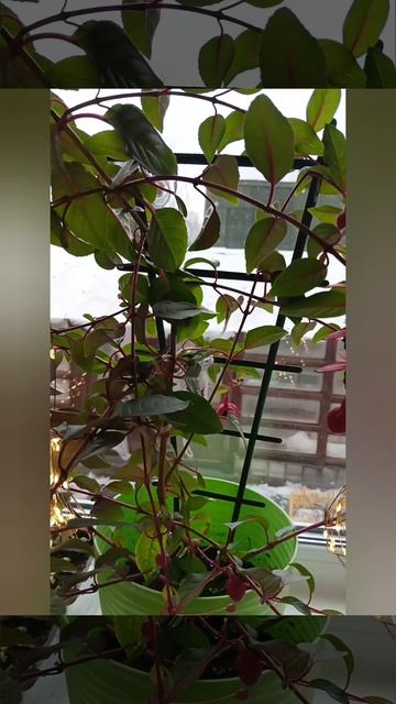 Шикарная фуксия 🏵️