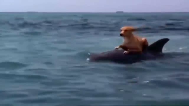 Добрый видеоклип о дружбе Дельфина и собаки