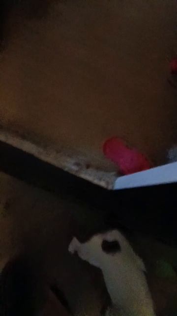 как Джек Рассел встречает хозяйку