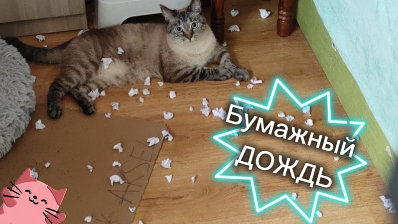 🔥🔥🐾Аксель играет с бумажками🤟🐱😎