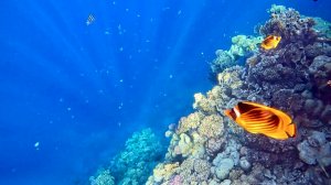 Риф отеля Ренессанс.