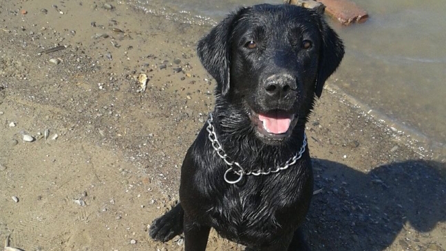 🔥Учим щенка команде 👍