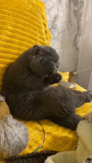 Хоть и зазывает в гости, но гостей не очень любит 😊