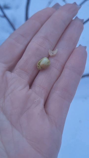 Почковый клещ на смородине Как выглядит и Что с ним делать