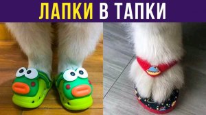 ЛАПКИ В ТАПКИ, ВСЁ В ПОРЯДКЕ) Приколы