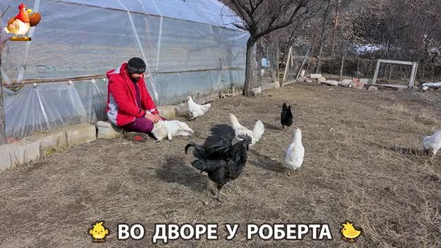 Содержание кур в домашних условиях и других птиц во дворе у Роберта 🐣🐤🦆🐔🪿🦃 (479)