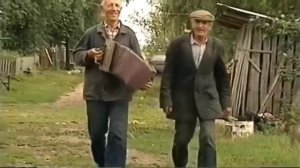 полевые цветы