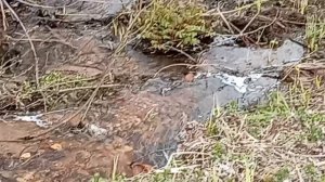 Наслаждаемся звуками природы, Весна