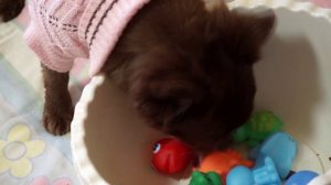 МАЛЕНЬКИЙ  ЧИШКА , БОЛЬШОЙ  ШАЛУНИШКА !!!